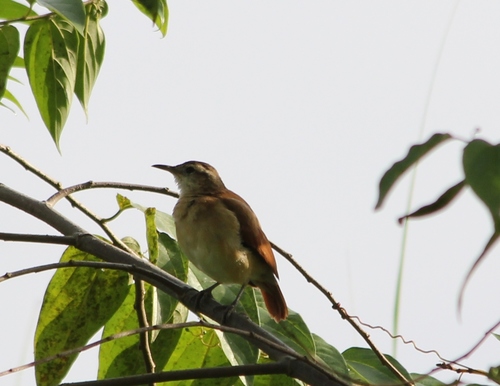 Lesser Hornero