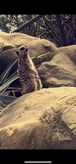 Suricata