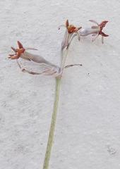 Tulbaghia capensis