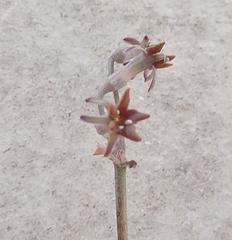 Tulbaghia capensis