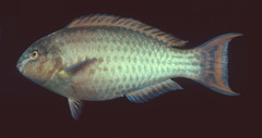 Greenband Parrotfish photo 3