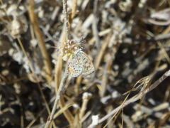 Euphilotes enoptes dammersi