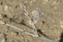 Euphilotes enoptes dammersi