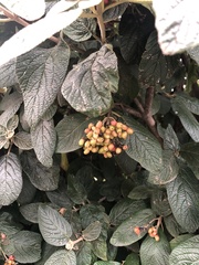 Viburnum