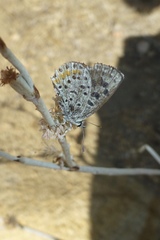Euphilotes enoptes dammersi