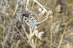 Euphilotes enoptes dammersi
