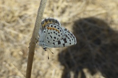 Euphilotes enoptes dammersi
