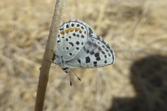 Euphilotes enoptes dammersi