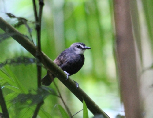 Lunulated Antbird (Oneillornis lunulatus), photo 4