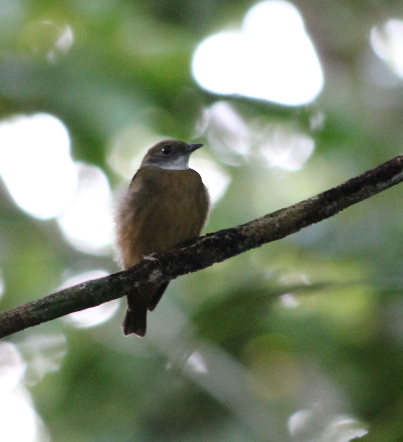Orange-crowned Manakin illustration