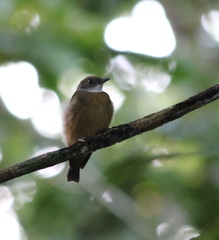 Heterocercus aurantiivertex