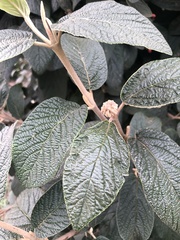 Viburnum
