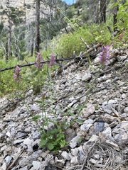 Agastache pallidiflora