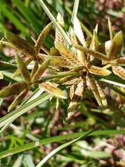 Cyperus flavescens