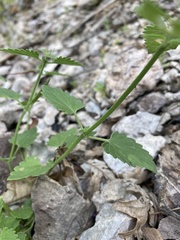 Agastache pallidiflora