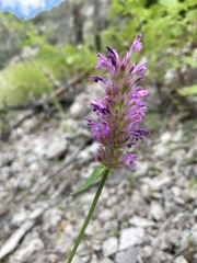 Agastache pallidiflora
