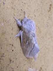 Sena prompta prompta