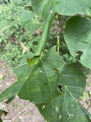 Pantographa limata