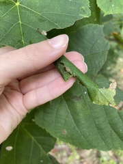 Pantographa limata