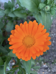 Calendula