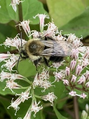 Bombus impatiens