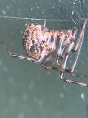Parasteatoda tepidariorum