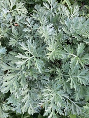 Artemisia