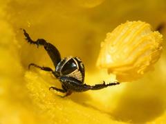 Mauromecistoplia