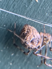 Parasteatoda tepidariorum