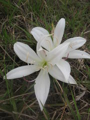 Crinum acaule
