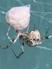 Parasteatoda tepidariorum