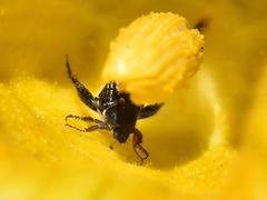 Mauromecistoplia