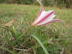 Crinum acaule