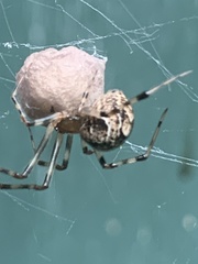 Parasteatoda tepidariorum
