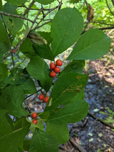 Ilex verticillata