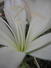 Crinum acaule