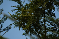 Eysenhardtia orthocarpa