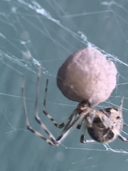 Parasteatoda tepidariorum