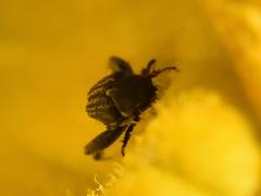 Mauromecistoplia