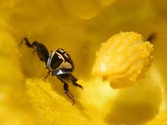Mauromecistoplia