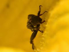 Mauromecistoplia