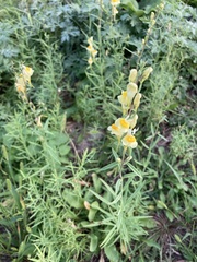 Linaria vulgaris