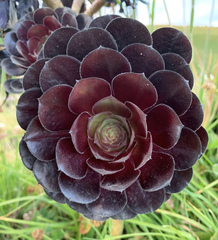 Aeonium