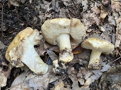 Tylopilus rhodoconius