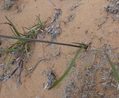 Tulbaghia acutiloba