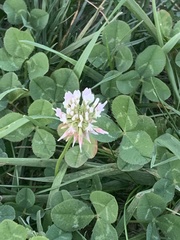 Trifolium repens