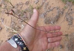 Tulbaghia acutiloba
