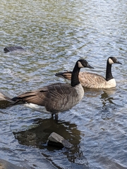 Branta canadensis
