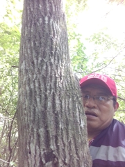 Sideroxylon salicifolium