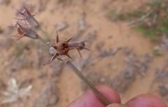 Tulbaghia acutiloba
